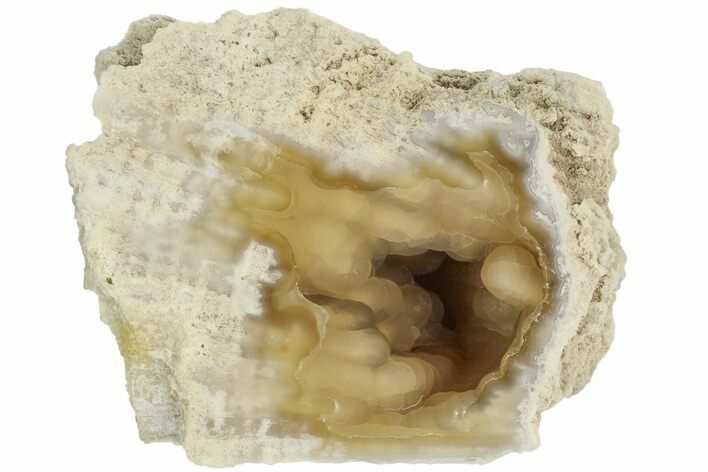 Polished, Agatized Fossil Coral - Florida #188158
